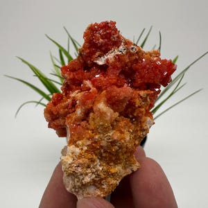 Red Vanadinite on Matrix from Morocco,Crystal, Mineral,Specimen,Cluster,Vanadinite Crystal, Vanadinite ,Geology,Vanadinite Cluster,Vanadinit