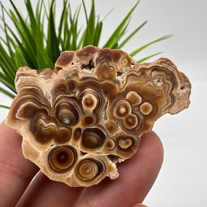 Wonderful,Rare PETRIFIED Calcite,Double sides Polished Calcite,Raw Calcite,From Morocco,calcite specimen,Wood Calcite,Polished Calcite slice