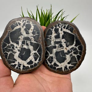 Large Septarian Nodule Geode Pair: Dragon Stone Healing Crystals