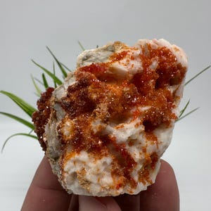Red Vanadinite on Matrix from Morocco,Crystal, Mineral,Specimen,Cluster,Vanadinite Crystal, Vanadinite ,Geology,Vanadinite Cluster,Vanadinit