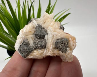 May include: A close-up of a mineral specimen featuring a cluster of off-white, crystalline structures interspersed with dark gray, metallic-looking inclusions. The mineral is held in a hand, with green foliage in the background.