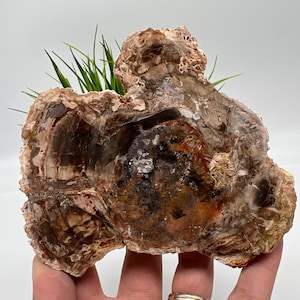 Petrified Wood Slab - Natural Stone Slice - Fossilized Wood Specimen - Crystallized Wood Slabs - Petrified Wood Slice,minerals,souvenirs