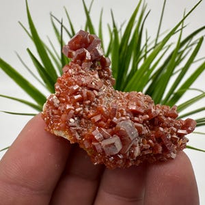Red Vanadinite on BARITE from Morocco,Crystal, Mineral,Specimen,Cluster,Vanadinite Crystal, Vanadinite ,Geology,Vanadinite Cluster,Vanadinit