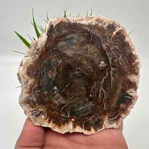 Petrified Wood Slab - Natural Stone Slice - Fossilized Wood Specimen - Crystallized Wood Slabs - Petrified Wood Slice,minerals,souvenirs