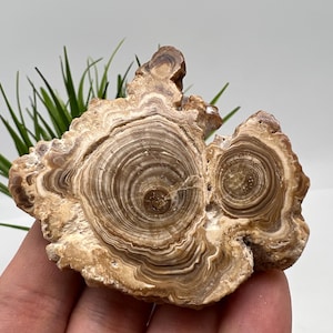 Wonderful,Rare PETRIFIED Calcite,Double sides Polished Calcite,Raw Calcite,From Morocco,calcite specimen,Wood Calcite,Polished Calcite slice