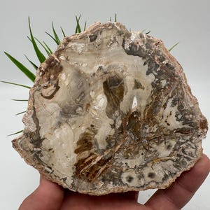 Petrified Wood Slab - Natural Stone Slice - Fossilized Wood Specimen - Crystallized Wood Slabs - Petrified Wood Slice,minerals,souvenirs