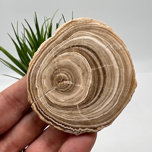 Wonderful,Rare PETRIFIED Calcite,Double sides Polished Calcite,Raw Calcite,From Morocco,calcite specimen,Wood Calcite,Polished Calcite slice