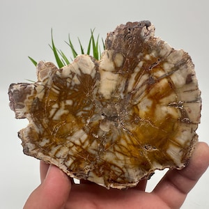 Petrified Wood Slab - Natural Stone Slice - Fossilized Wood Specimen - Crystallized Wood Slabs - Petrified Wood Slice,minerals,souvenirs