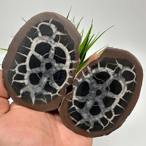Dragonstones Pair, Septarian Nodule Geode, Septaria, Dragonstone, Aragonite, Septarian Nodules, Dragon Stone Healing Stone, Limestone