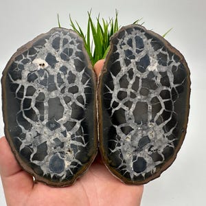 Large Septarian Nodule Geode Pair: Dragon Stone Healing Crystals
