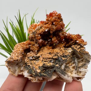 Red Vanadinite on BARITE from Morocco,Crystal, Mineral,Specimen,Cluster,Vanadinite Crystal, Vanadinite ,Geology,Vanadinite Cluster,Vanadinit