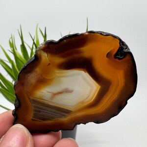 Può includere: Una fetta di agata lucida con una forma naturale e organica. La pietra presenta fasce marroni, arancioni e bianche, creando un effetto a strati. I bordi sono marrone scuro e il centro ha un aspetto più chiaro, quasi traslucido. L'agata è tenuta davanti a una pianta verde.