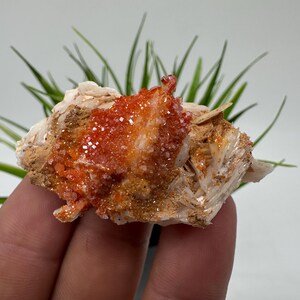 Red Vanadinite on BARITE from Morocco,Crystal, Mineral,Specimen,Cluster,Vanadinite Crystal, Vanadinite ,Geology,Vanadinite Cluster,Vanadinit