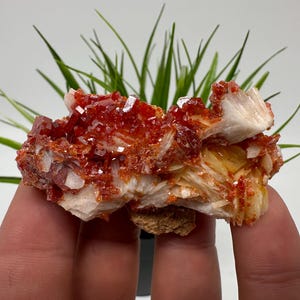 Red Vanadinite on BARITE from Morocco,Crystal, Mineral,Specimen,Cluster,Vanadinite Crystal, Vanadinite ,Geology,Vanadinite Cluster,Vanadinit