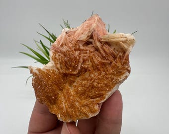 May include: A natural mineral specimen featuring a cluster of orange and tan crystals. The crystals have a layered, textured appearance with a sparkling, granular surface. The mineral is held in a hand, with green plant sprigs in the background.