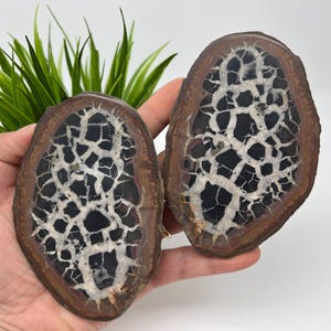 Dragonstones Pair, Septarian Nodule Geode, Septaria, Dragonstone, Aragonite, Septarian Nodules, Dragon Stone Healing Stone, Limestone