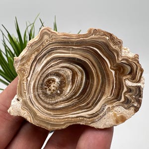 Wonderful,Rare PETRIFIED Calcite,Double sides Polished Calcite,Raw Calcite,From Morocco,calcite specimen,Wood Calcite,Polished Calcite slice