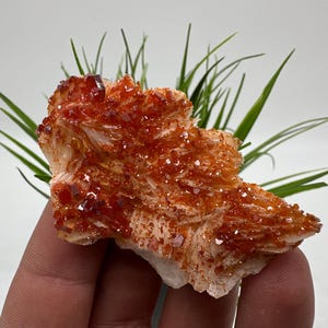 Rode vanadiniet op BARITE uit Marokko, kristal, mineraal, monster, cluster, vanadinietkristal, vanadiniet, geologie, vanadinietcluster, vanadiniet