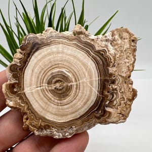 Wonderful,Rare PETRIFIED Calcite,Double sides Polished Calcite,Raw Calcite,From Morocco,calcite specimen,Wood Calcite,Polished Calcite slice