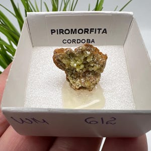 Pyromorphite Stone / Pyromorphite on Matrix / Pyromorphite Crystal / Raw Crystal / Pyromorphite Cluster / Rough Pyromorphite / Pyromorphite