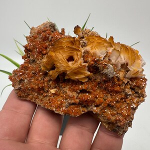 Red Vanadinite on BARITE from Morocco,Crystal, Mineral,Specimen,Cluster,Vanadinite Crystal, Vanadinite ,Geology,Vanadinite Cluster,Vanadinit