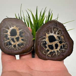 Septarian Nodule Geode Pair: Dragonstone Healing Stones