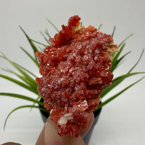 Red Vanadinite on BARITE from Morocco,Crystal, Mineral,Specimen,Cluster,Vanadinite Crystal, Vanadinite ,Geology,Vanadinite Cluster,Vanadinit
