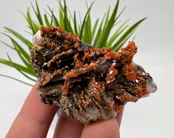 May include: A close-up of a mineral specimen featuring a cluster of orange crystals on a dark, layered base. The crystals have a vibrant, almost fiery hue, contrasting with the darker matrix. The specimen is set against a blurred green plant background.