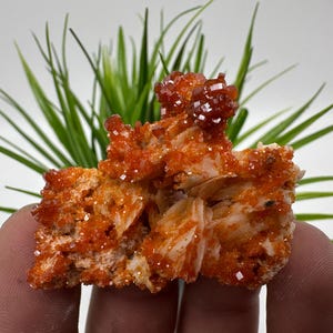 Red Vanadinite on BARITE from Morocco,Crystal, Mineral,Specimen,Cluster,Vanadinite Crystal, Vanadinite ,Geology,Vanadinite Cluster,Vanadinit