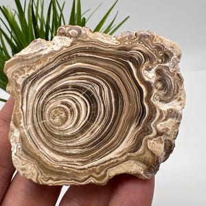 Wonderful,Rare PETRIFIED Calcite,Double sides Polished Calcite,Raw Calcite,From Morocco,calcite specimen,Wood Calcite,Polished Calcite slice