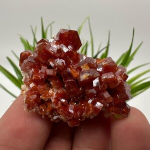 Red Vanadinite on BARITE from Morocco,Crystal, Mineral,Specimen,Cluster,Vanadinite Crystal, Vanadinite ,Geology,Vanadinite Cluster,Vanadinit