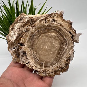 Wonderful,Rare PETRIFIED Calcite,Double sides Polished Calcite,Raw Calcite,From Morocco,calcite specimen,Wood Calcite,Polished Calcite slice