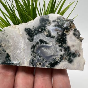 Puede incluir: Una losa de piedra pulida de forma irregular con una mezcla de patrones blancos, negros y grises. La piedra tiene un borde rugoso y natural y está sostenida por una mano. Se ven tallos de plantas verdes en el fondo.