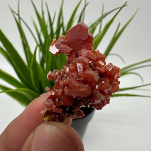 Red Vanadinite on Matrix from Morocco,Crystal, Mineral,Specimen,Cluster,Vanadinite Crystal, Vanadinite ,Geology,Vanadinite Cluster,Vanadinit