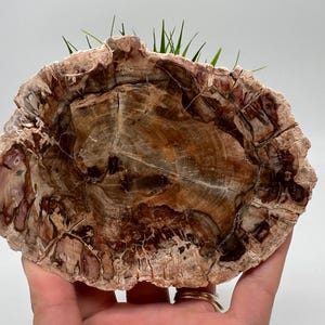 Petrified Wood Slab - Natural Stone Slice - Fossilized Wood Specimen - Crystallized Wood Slabs - Petrified Wood Slice,minerals,souvenirs