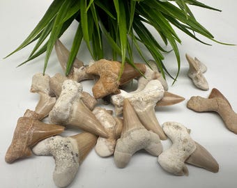 Shark Fossil Teeth, Protection & Strength, Shark Tooth Fossil, Shark Tooth, Shark Fossil Tooth, Shark Fossil Gifr, souvenir