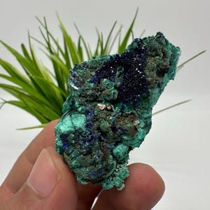 Crystallized Azurite-Kerrouchen on Malachite,Morocco-Blue Azurite Specimen-High Quality Blue Azurite-Azurite Mineral Specimen,gemmy,lustrous