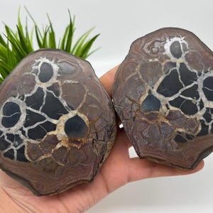 Dragonstones Pair, Septarian Nodule Geode, Septaria, Dragonstone, Aragonite, Septarian Nodules, Dragon Stone Healing Stone, Limestone