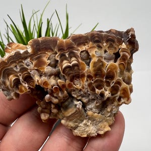 Wonderful,Rare PETRIFIED Calcite,Double sides Polished Calcite,Raw Calcite,From Morocco,calcite specimen,Wood Calcite,Polished Calcite slice