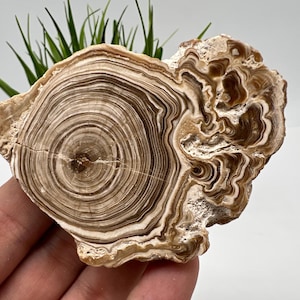 Wonderful,Rare PETRIFIED Calcite,Double sides Polished Calcite,Raw Calcite,From Morocco,calcite specimen,Wood Calcite,Polished Calcite slice