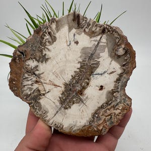 Petrified Wood Slab - Natural Stone Slice - Fossilized Wood Specimen - Crystallized Wood Slabs - Petrified Wood Slice,minerals,souvenirs