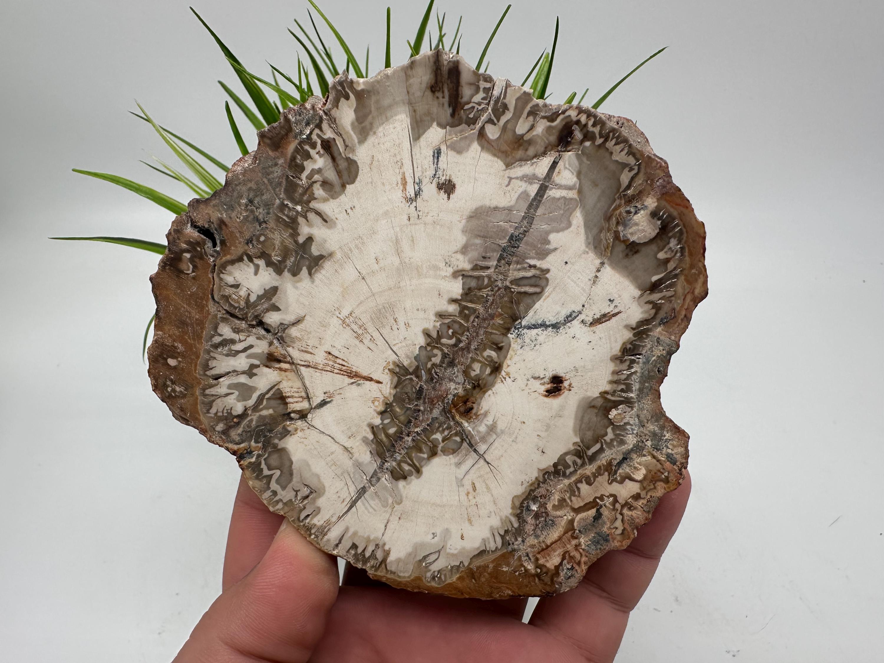 Crystallized Petrified Wood Slab: Fossilized Stone Slice - Etsy 日本