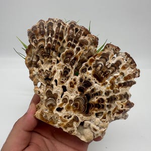 Wonderful,Rare PETRIFIED Calcite,Double sides Polished Calcite,Raw Calcite,From Morocco,calcite specimen,Wood Calcite,Polished Calcite slice