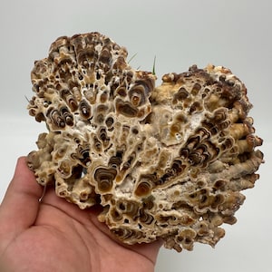 Wonderful,Rare PETRIFIED Calcite,Double sides Polished Calcite,Raw Calcite,From Morocco,calcite specimen,Wood Calcite,Polished Calcite slice