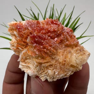 Red Vanadinite on BARITE from Morocco,Crystal, Mineral,Specimen,Cluster,Vanadinite Crystal, Vanadinite ,Geology,Vanadinite Cluster,Vanadinit
