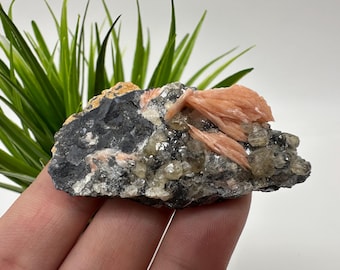May include: A natural mineral specimen featuring a dark gray matrix with clusters of small, clear crystals and peach-colored, blade-like formations. The specimen is held in a hand, with green plant life in the background.