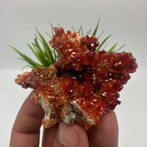Red Vanadinite on BARITE from Morocco,Crystal, Mineral,Specimen,Cluster,Vanadinite Crystal, Vanadinite ,Geology,Vanadinite Cluster,Vanadinit