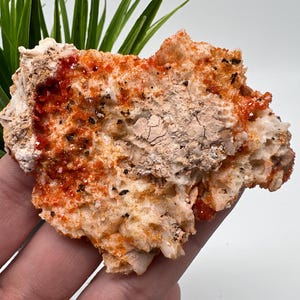 Red Vanadinite on Matrix from Morocco,Crystal, Mineral,Specimen,Cluster,Vanadinite Crystal, Vanadinite ,Geology,Vanadinite Cluster,Vanadinit