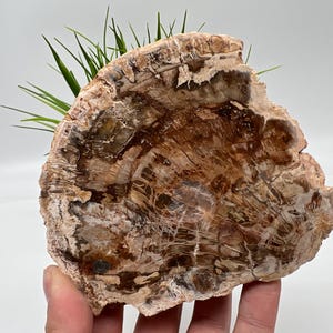 Petrified Wood Slab - Natural Stone Slice - Fossilized Wood Specimen - Crystallized Wood Slabs - Petrified Wood Slice,minerals,souvenirs
