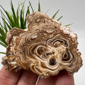 Wonderful,Rare PETRIFIED Calcite,Double sides Polished Calcite,Raw Calcite,From Morocco,calcite specimen,Wood Calcite,Polished Calcite slice